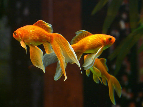 Goldfish for Aquaponics