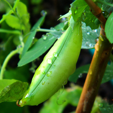 snap beans in aquaponics