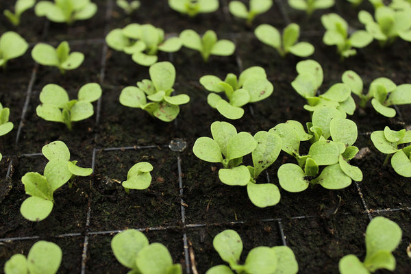 Seedling for Aquaponics Systems