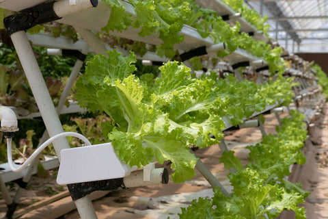 Hydroponics System