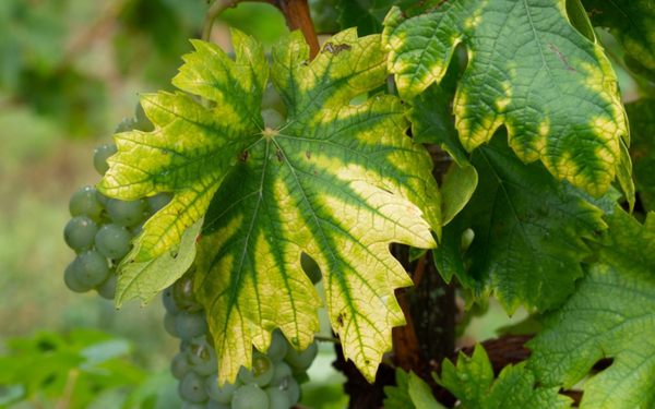 Signs of Iron Deficiency in Plants