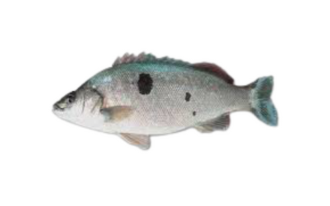 Jade Perch Fish in Aquaponics