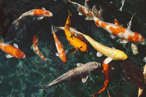 Koi for Aquaponics