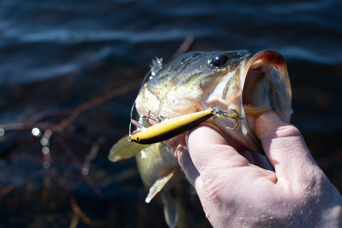 Largemouth Bass in Aquaponics