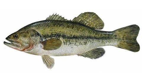 Largemouth Bass Fish in Aquaponics