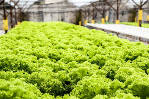 Lettuce in a Commercial Aquaponics