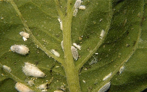 Mealy Bugs in Aquaponics Plants