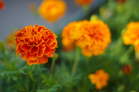 Marigold in Aquaponics