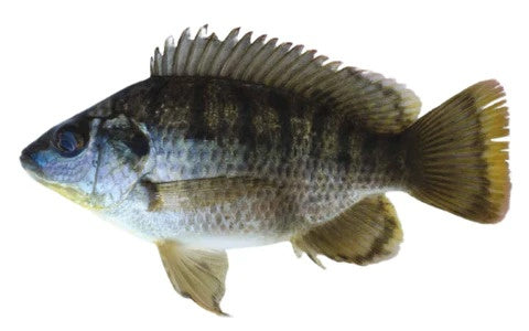 Mozambique Tilapia