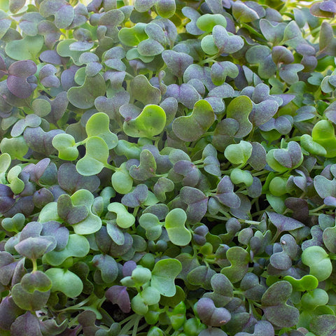 Mustard Microgreens in Aquaponics