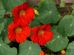 Nasturtiums