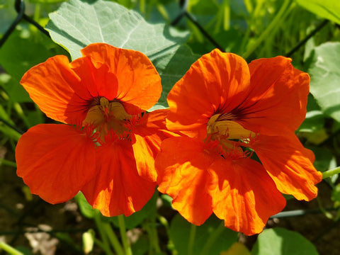 Nasturtium in Aquaponics