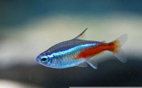 Neon Tetra Fish in Aquaponics