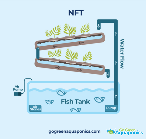 NFT Aquaponics System