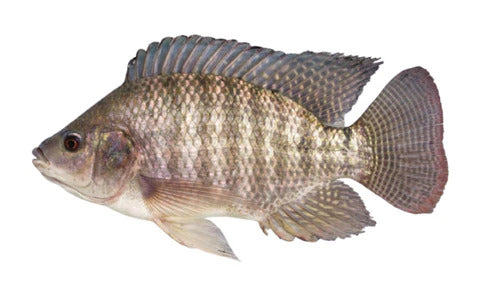 Nile Tilapia