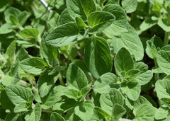 Oregano