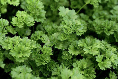 Parsley