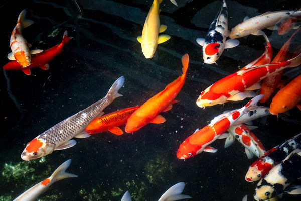 Koi in A Pond