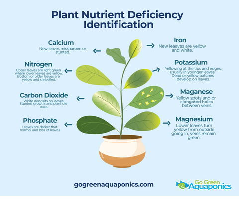Nutrient Deficiency in Aquaponics Plants