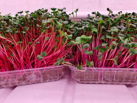 Radish Microgreens