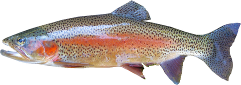 Rainbow Trout in Aquaponics