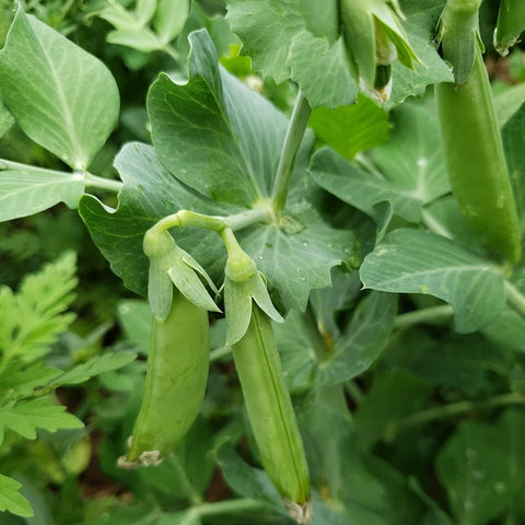 snap peas for aquaponics