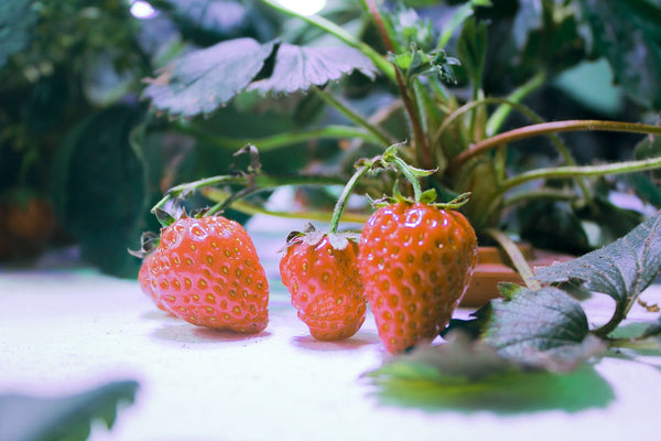 Strawberry Aquaponics