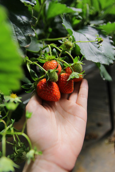 Strawberries in Aquaponics
