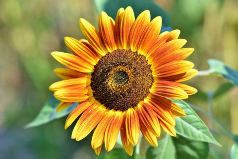 Sunflower in Aquaponics