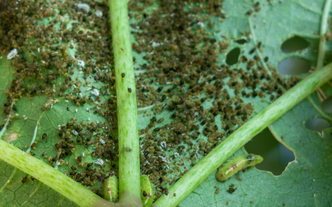 Thrips in aquaponics plants