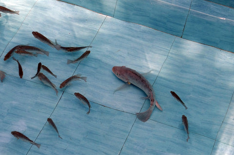 Tilapia in a Fish Tank