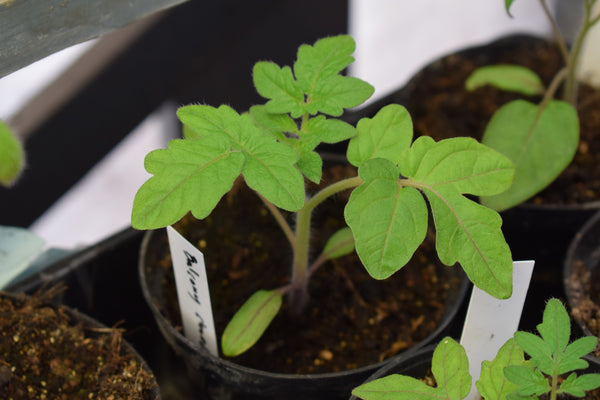 Tomato Seedling in Aquaponics