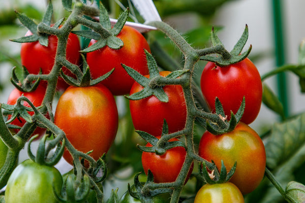 Tomatoes in Aquaponics Systems