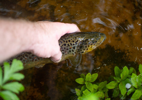 Trout in a pond