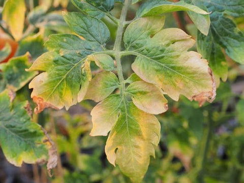 Potassium Deficiency in a Tomato Plant
