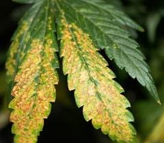 Leaves with Potassium Deficiency
