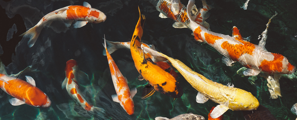 gold fish and koi fish are great for your aquaponics system