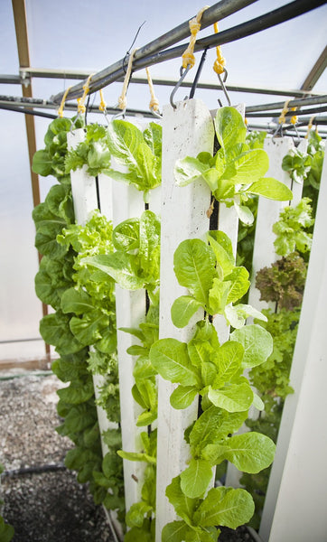 Vertical Aquaponics System