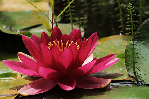 Water Lily in Aquaponics