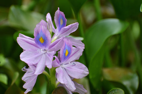 Water Hyacinth in Aquaponics