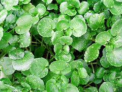 Watercress