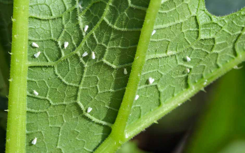 Whiteflies in aquaponics plants