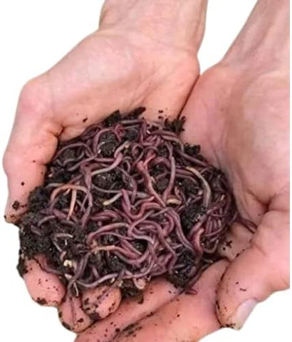 Red Wriggler Worms for Aquaponics