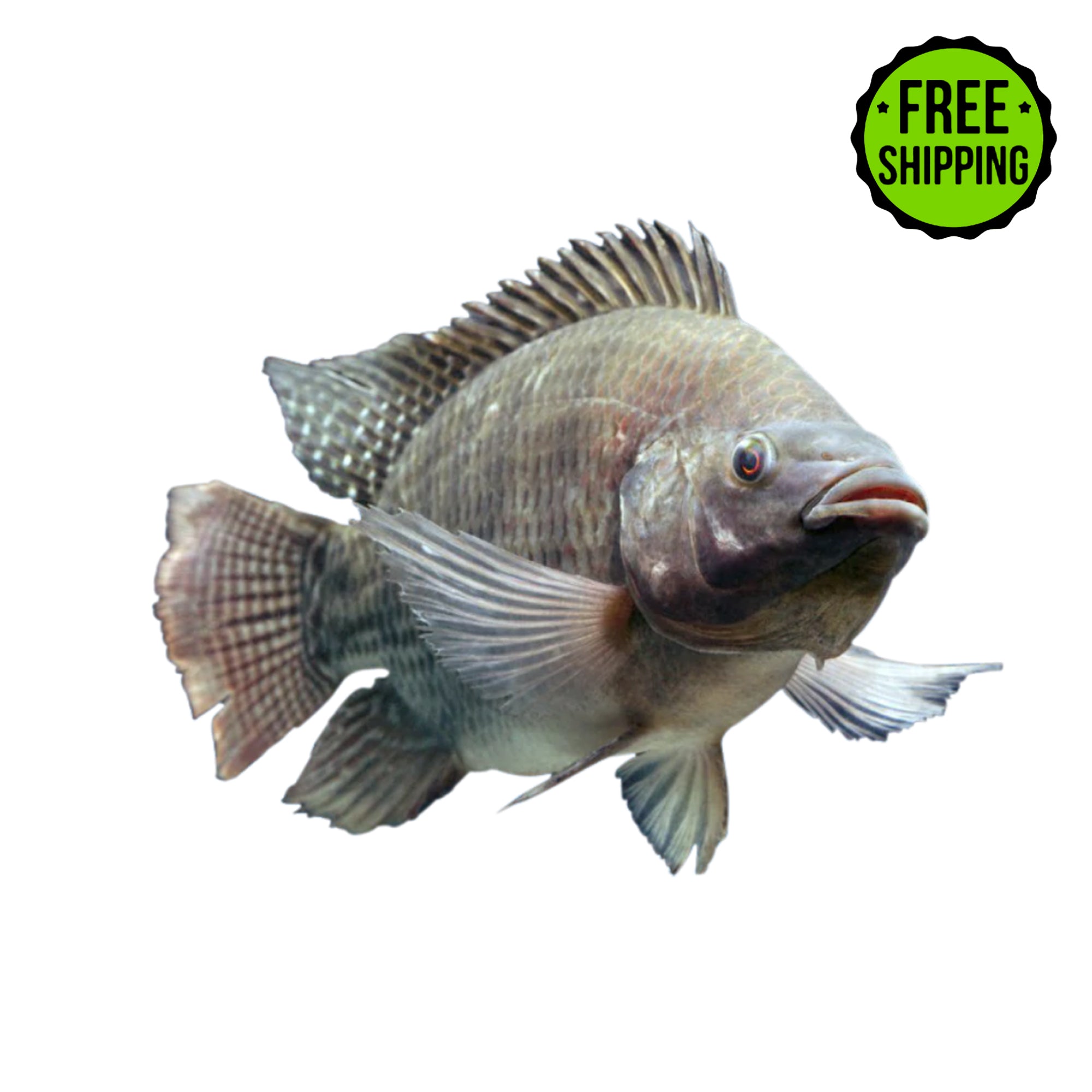 buy live tilapia fish