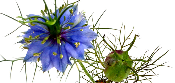 Oasis Black - Nigella Sativa flower and seed pod