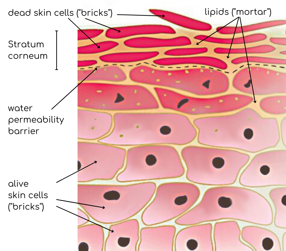 Only Oil Based Skincare Can Penetrate the Skin - epidermis showing water permeability barrier | Oasis Black - Organic Botanical Skincare