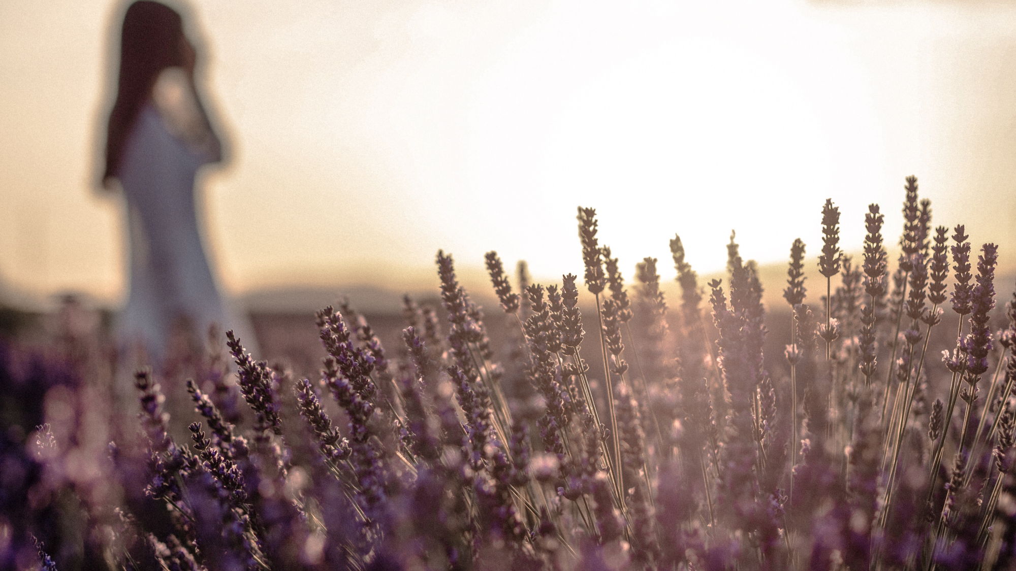 Oasis Black - Sunshine in fields of Lavender