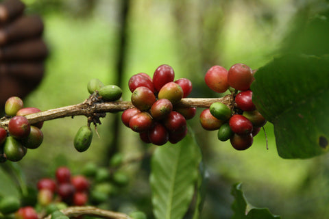 Ripe cherries on coffee tree