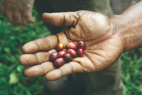 Coffee grower hand with ripe coffee cherries