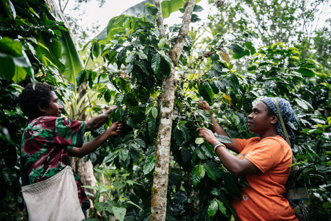 Female coffee growers picking ripe cherries